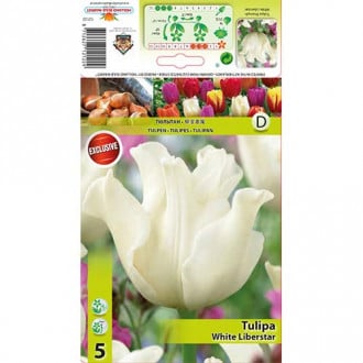 Tulipan Triumph White Liberstar slika 5