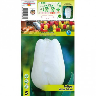 Tulipan White Prince slika 6