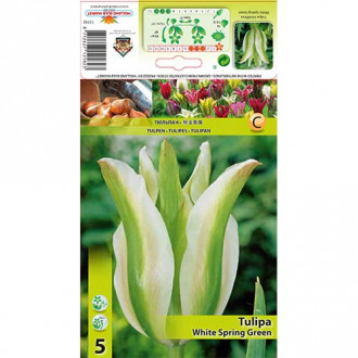 Zelenocvetni tulipan White Sping Green slika 6