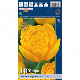 Tulipan frotirni Purple Yellow Pomponette slika 6