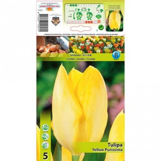 Tulipan Yellow Purissima slika 6