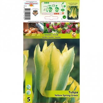 Tulipan Yellow Spring Green slika 4