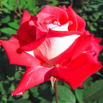 Vrtnica čajevka Bicolette slika 6