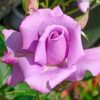Vrtnica čajevka Blue & Violet slika 1