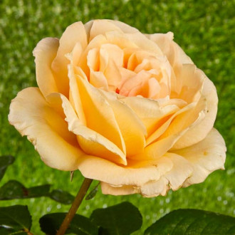 Vrtnica čajevka Casanova slika 1
