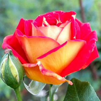 Vrtnica čajevka Red & Yellow slika 6