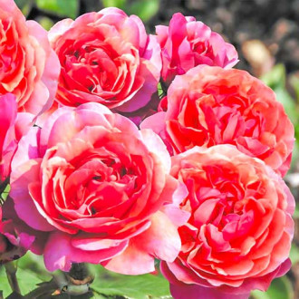 Vrtnica floribunda Designer Sunset ®, C3 slika 1