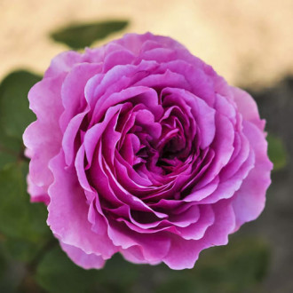 Vrtnica floribunda Adore Aroma®, С3 slika 2