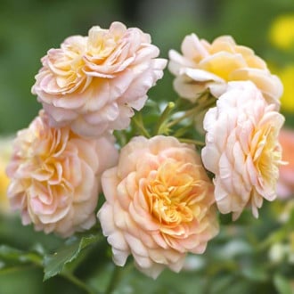 Vrtnica floribunda Apricot slika 2