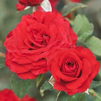 Vrtnica floribunda Carmine™ Vaza ®, С3 slika 3