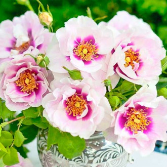 Vrtnica floribunda Eyes for You®, C5 slika 3