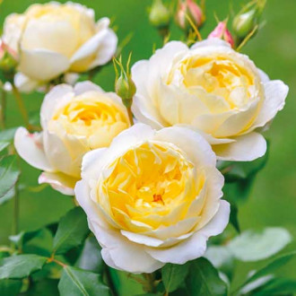 Vrtnica floribunda Floral Fashion slika 4