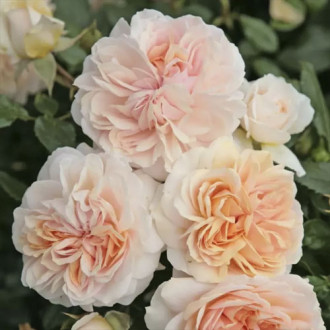 Vrtnica floribunda Garden of Roses ®, C3 slika 5