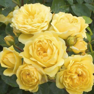Vrtnica floribunda Golden Border slika 1