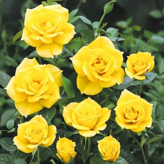 Vrtnica floribunda Golden Wedding slika 4