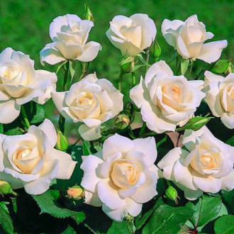 Vrtnica floribunda Iceberg ®, C5 slika 5