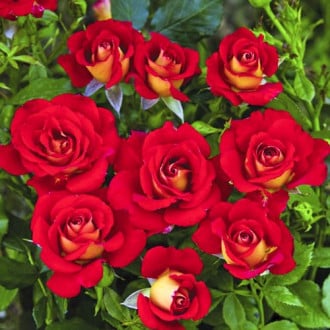 Vrtnica floribunda Ketchup & Mustard®, C5 slika 4