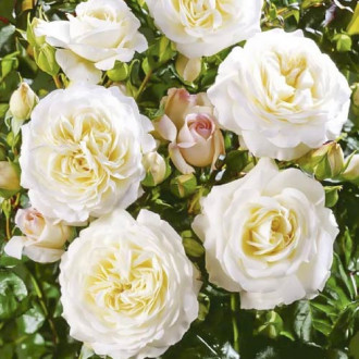 Vrtnica floribunda Ledreborg slika 5