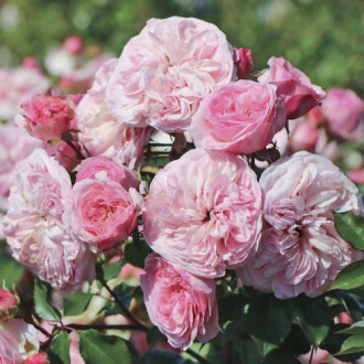 Vrtnica floribunda Maria Theresia slika 5