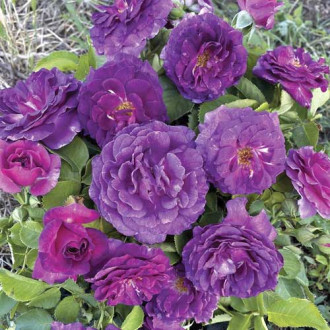 Vrtnica floribunda Minerva®, C5 slika 1