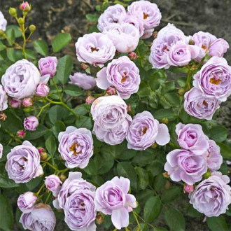 Vrtnica floribunda Nautica®, C5 slika 5