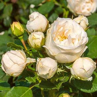 Vrtnica floribunda Pearl Vaza ®, C3 slika 5