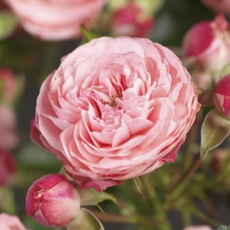 Vrtnica floribunda Pink Meilove ®, С5 slika 6