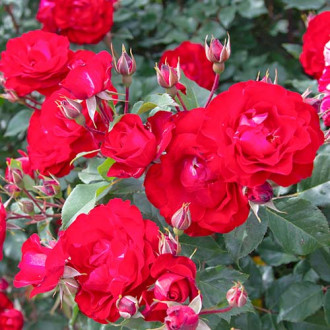 Vrtnica floribunda Red Spot slika 3