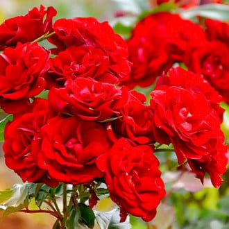 Vrtnica floribunda Red slika 3