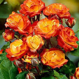 Vrtnica floribunda Rumba slika 1