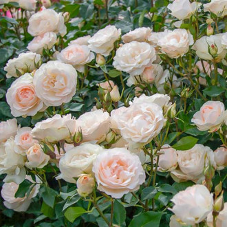 Vrtnica floribunda Sans Souci ®, C5 slika 2