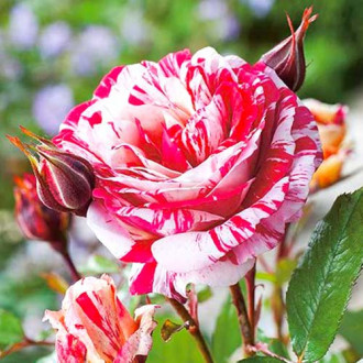 Vrtnica floribunda Scentimental slika 6