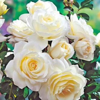 Vrtnica floribunda White slika 4