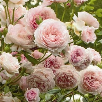 Vrtnica floribunda William Morris slika 6