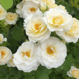 Vrtnica floribunda Zorza® slika 4