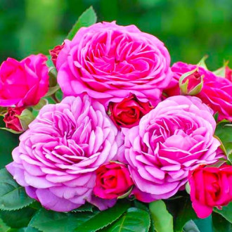 Vrtnica Heidi Klum slika 6