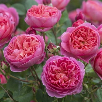 English Rose Boscobel®, C5 slika 4