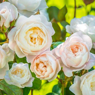 English Rose Desdemona®, C5 slika 2