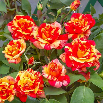 Vrtnica plezalka Flash slika 5