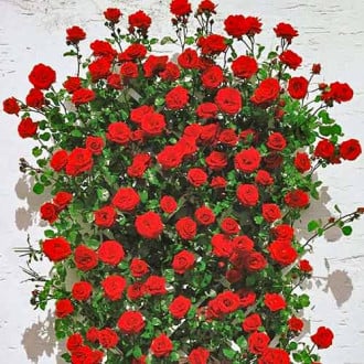 Vrtnica plezalka Mushimara slika 4