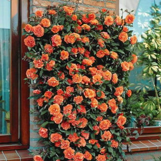 Vrtnica plezalka Orange slika 5