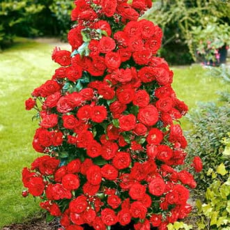 Vrtnica plezalka Red slika 1