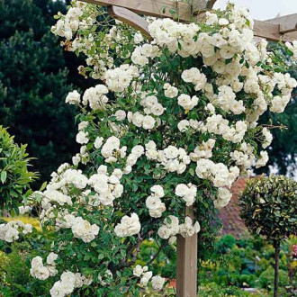 Vrtnica plezalka White slika 3