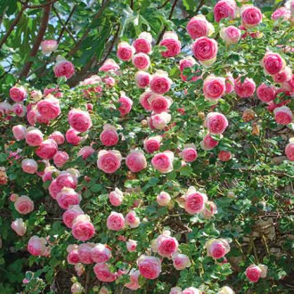 Vrtnica plezalkaEden Rose slika 2
