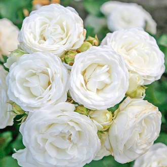 Vrtnica White Babyflor slika 3