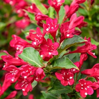 Weigela All Summer Red, С2 slika 5