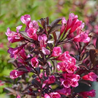 Weigela florida Wine and Roses Alexandra, С2 slika 6