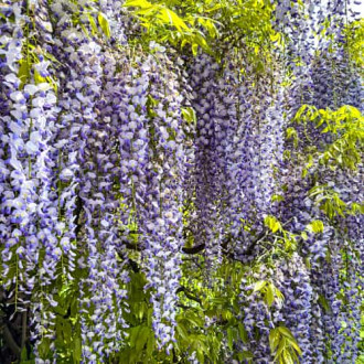 Wisteria floribunda Domino, С2 slika 6
