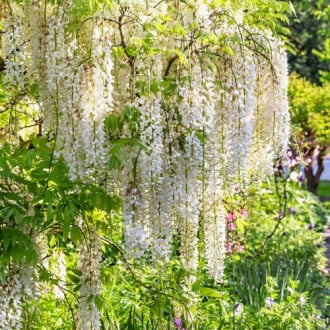 Wisteria floribunda Shiro-noda, С2 slika 3