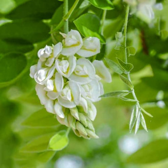 Wisteria frutescens Nivea, С2 slika 4
